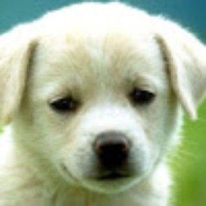 Meet your Posher, Hayden